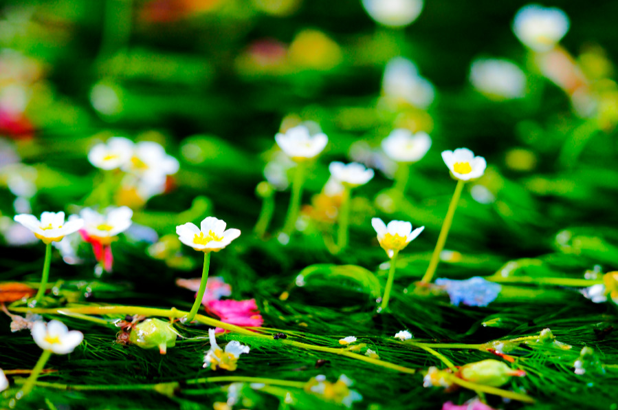 醒井宿ツーリング 清流と水中に咲く美しい梅花藻 バイカモ に癒やされる Motorip