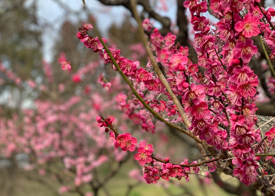 寿長生の郷｜梅の種類は城州白梅がほとんどで、ピンクの梅は少なめ