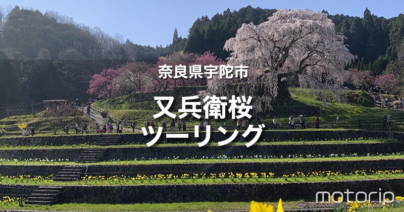 又兵衛桜ツーリング｜圧巻！樹齢300年のしだれ桜が美しい