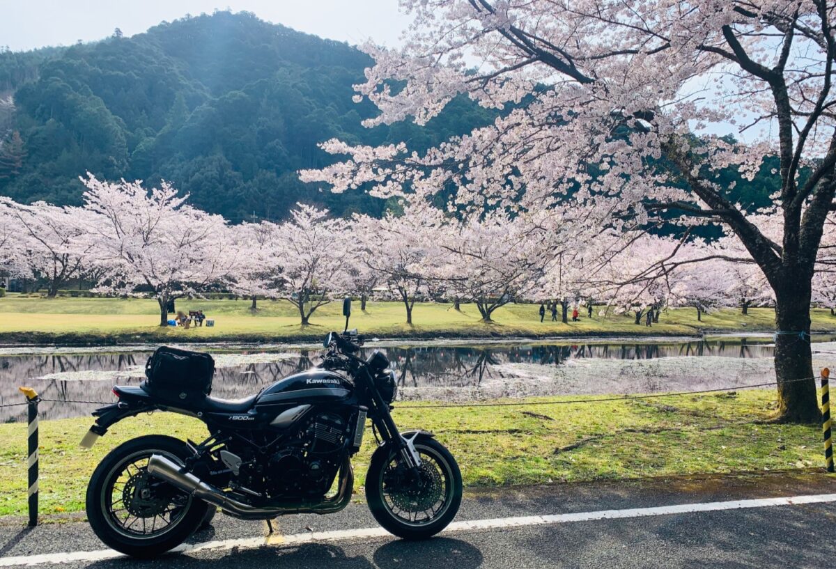 下北山スポーツ公園なら桜とバイクの映え写真が撮れる