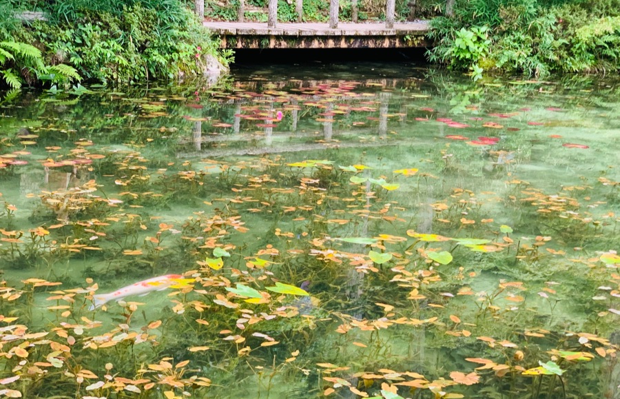 モネの池は実際は青みがかかった池ではないけれど美しい！