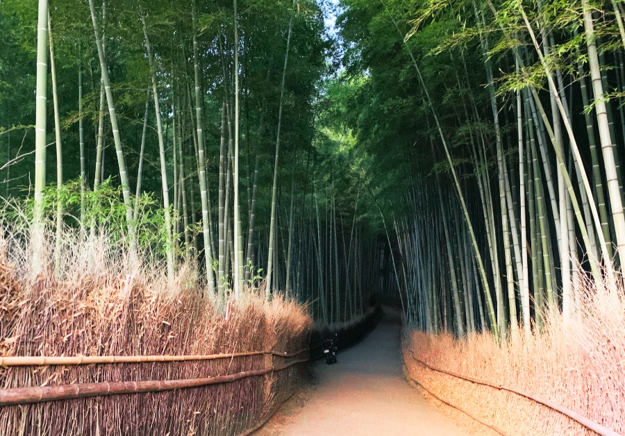 バイクで走れる京都 嵐山 竹林の小径