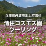 清住コスモス園ツーリング｜バイクで行ける関西近郊のおすすめコスモス園のまとめ一覧！