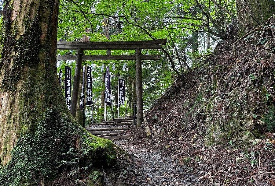 玉置神社｜手つかずの深い森の参道を歩く