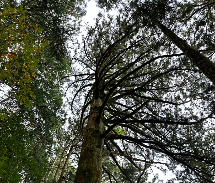 玉置神社｜枝が片側に流れている巨大な杉