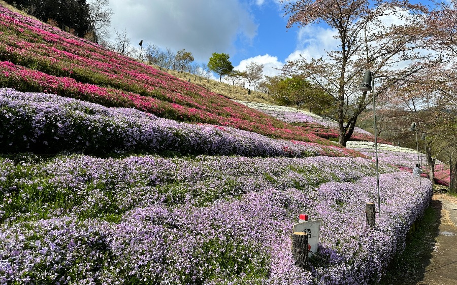 兵庫県姫路市にある芝桜の小道