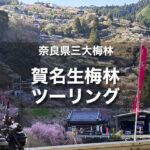 賀名生梅林・広橋梅林ツーリング｜奈良県三大梅林で梅を愛でる