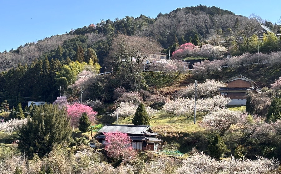 広橋梅林は毎年2月下旬から3月にかけて、約5千本の梅を楽しむことができます。