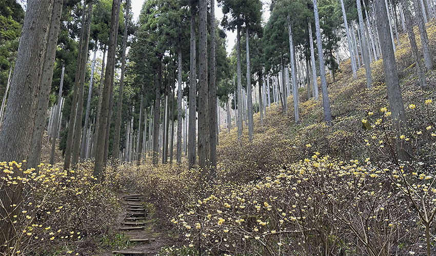 京都府綾部市のミツマタ群生地は山肌を覆うほどの規模