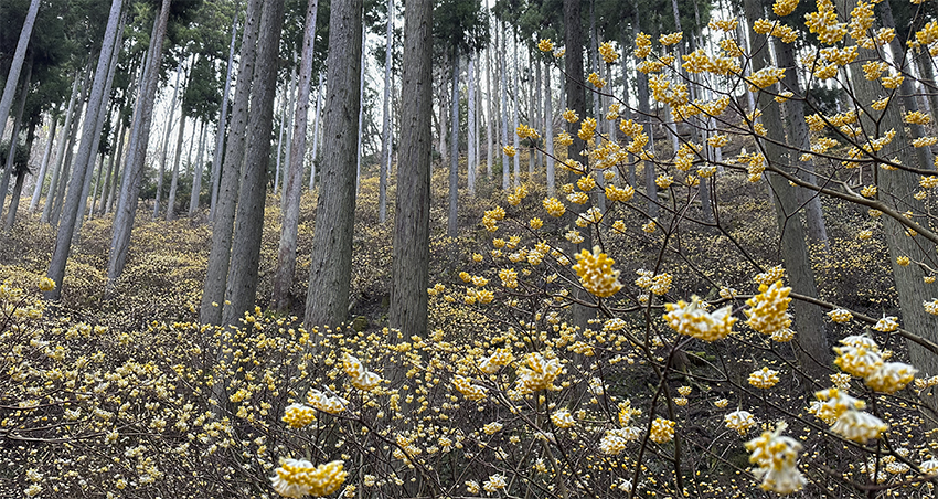 綾部市のミツマタ群生地｜山の斜面を覆うほどのミツマタ。甘い花の匂いが香る幻想的な光景