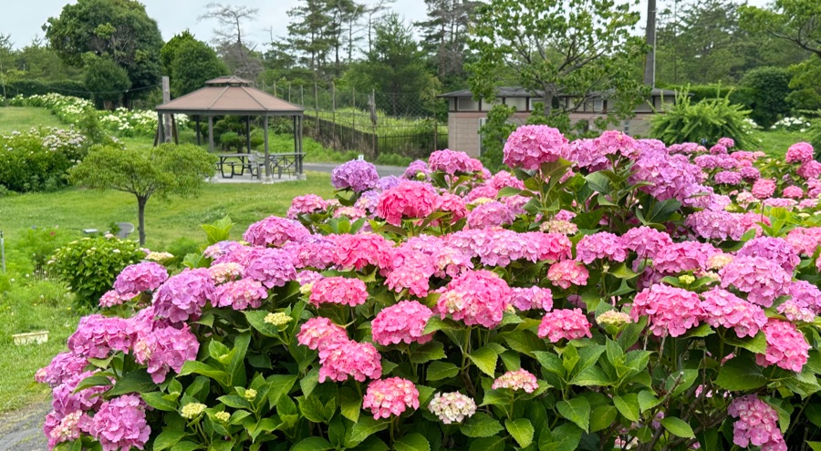 かざはやの里の紫陽花は45品種77,700株！