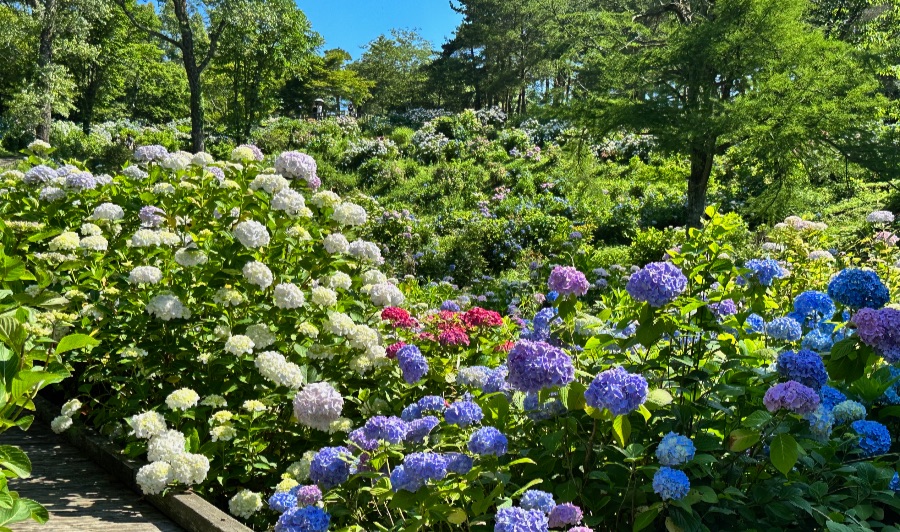 舞鶴自然文化園のアジサイ園には、100種10万本の紫陽花が咲いています。