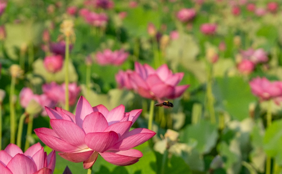 ヤマサ蒲鉾 夢前 蓮の花苑｜見頃の時間帯は早朝7〜9時頃