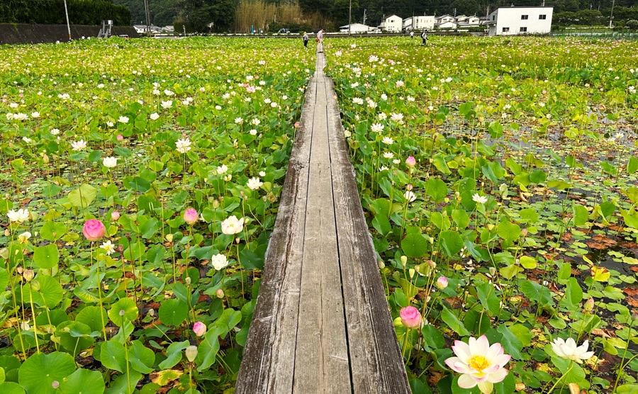 ヤマサ蒲鉾 夢前 蓮の花苑内は木で作られた通路が張り巡らされています