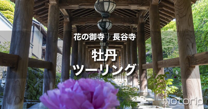 大輪の牡丹が咲く長谷寺ツーリング｜奈良