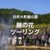 白井大町藤公園ツーリング｜約2週間だけの期間限定の藤まつり