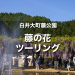白井大町藤公園ツーリング｜約2週間だけの期間限定の藤まつり