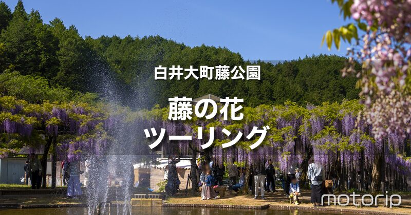 白井大町藤公園ツーリング｜約2週間だけの期間限定の藤まつり