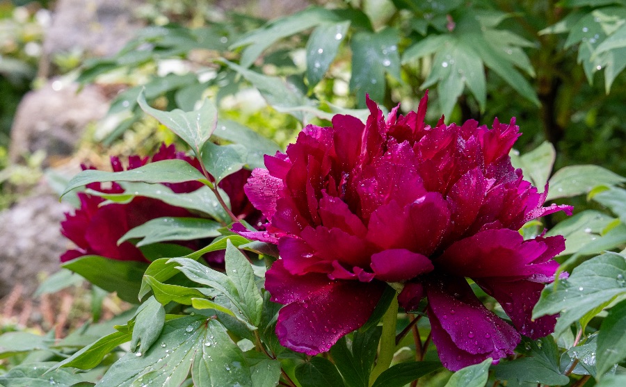 長谷寺｜花の御寺と呼ばれるだけあって見事な牡丹の花