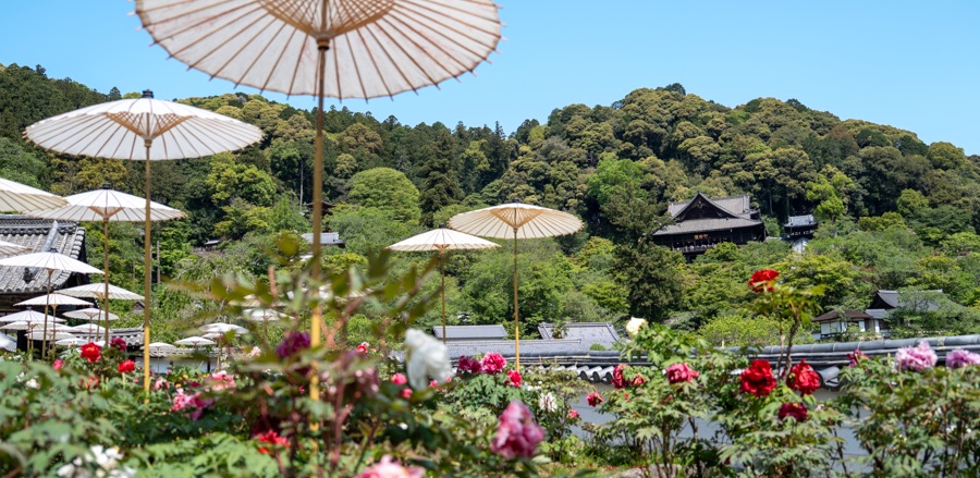 長谷寺｜本坊から本堂を撮影