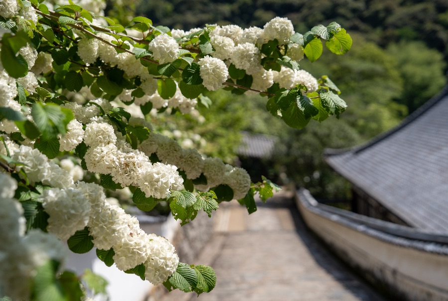 長谷寺のおおでまり