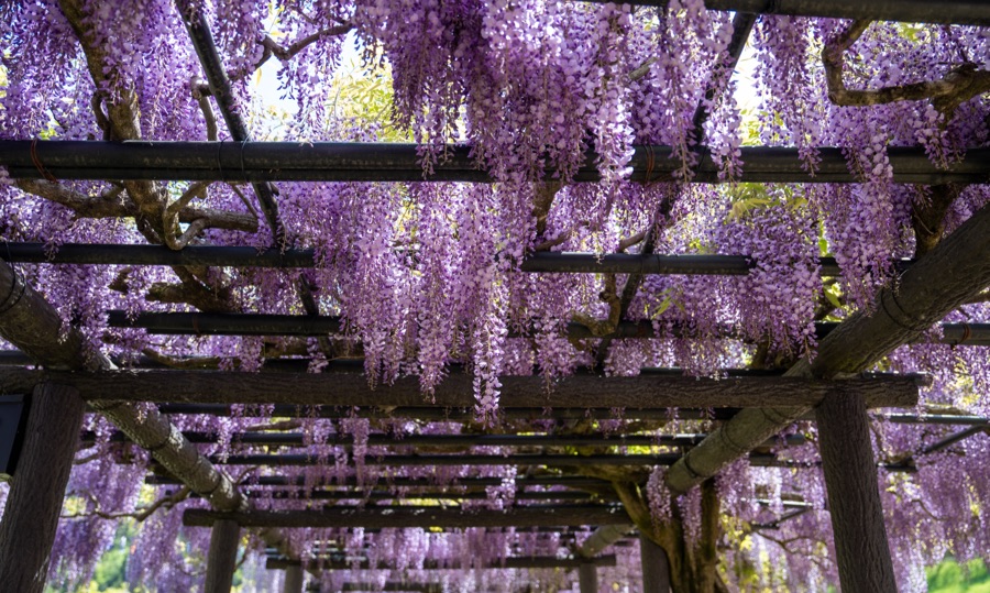白井大町藤公園 藤まつり｜満開のタイミングだと本当に美しい
