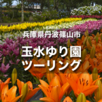 玉水ゆり園ツーリング｜10万本の百合と紫陽花が楽しめる！