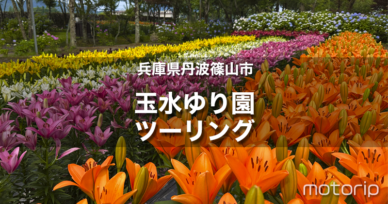 玉水ゆり園ツーリング｜10万本の百合と紫陽花が楽しめる！