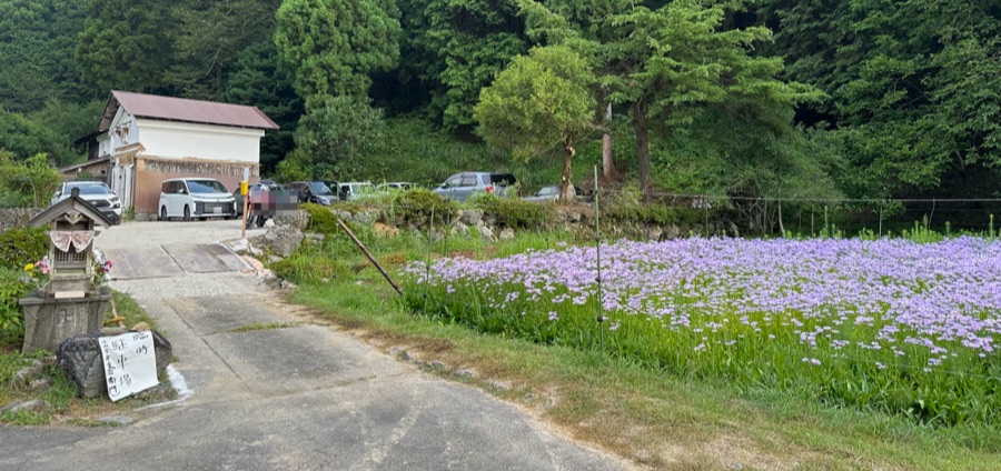 京都市左京区久多宮の町にある久多の里で北山友禅菊を愛でる
