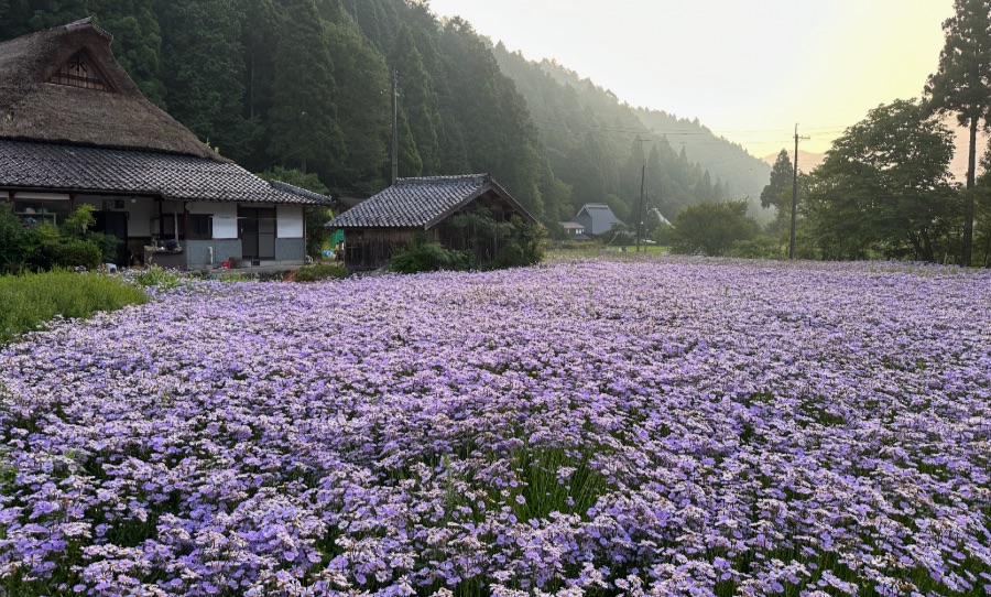 ナオミブルーと呼ばれている北山友禅菊