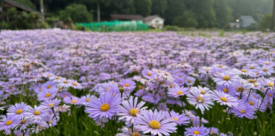 北山友禅菊は久多地区以外で見ることはできない幻の花