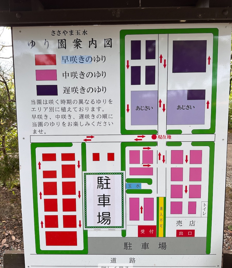 ささやま玉水ゆり・あじさい園の園内マップ