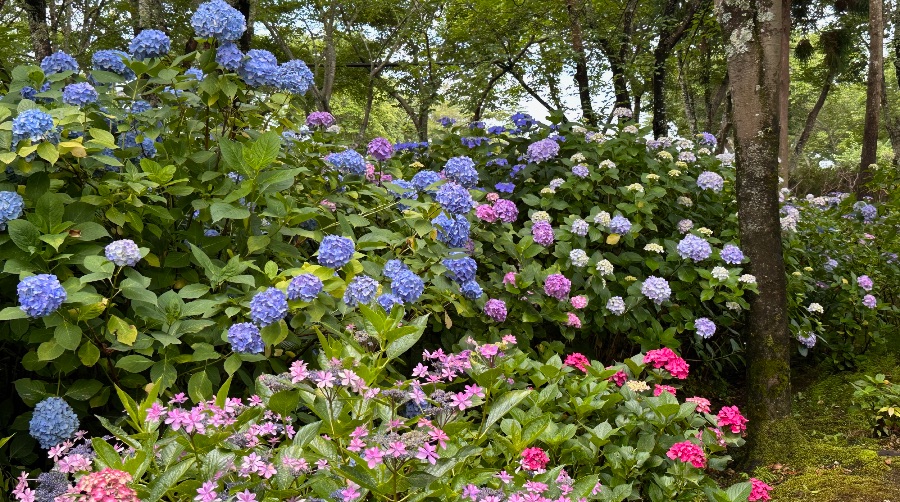 ささやま玉水ゆり・あじさい園の紫陽花コーナーは木陰があって休憩にいい