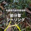 兵庫県丹波市青垣｜春の妖精と呼ばれるせつぶん草を愛でるツーリング