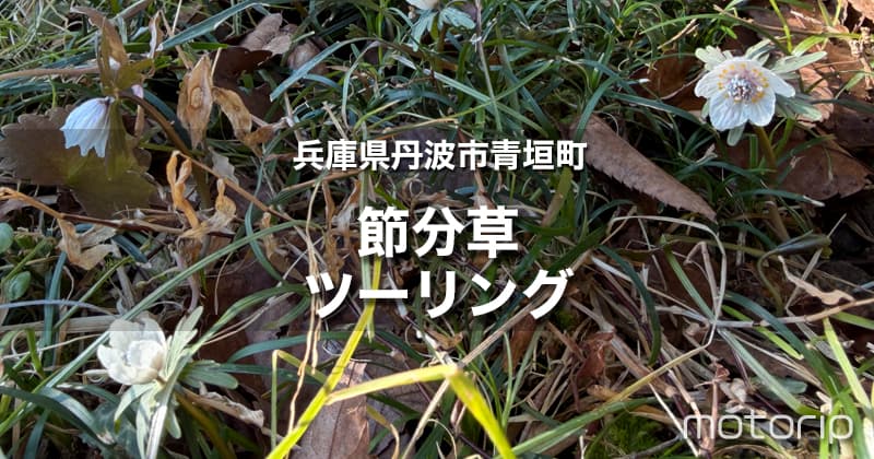 兵庫県丹波市青垣｜春の妖精と呼ばれるせつぶん草を愛でるツーリング
