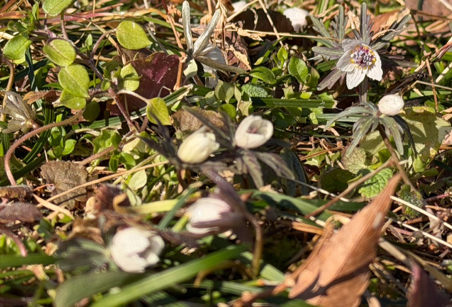 青垣 せつぶん草｜小倉地域