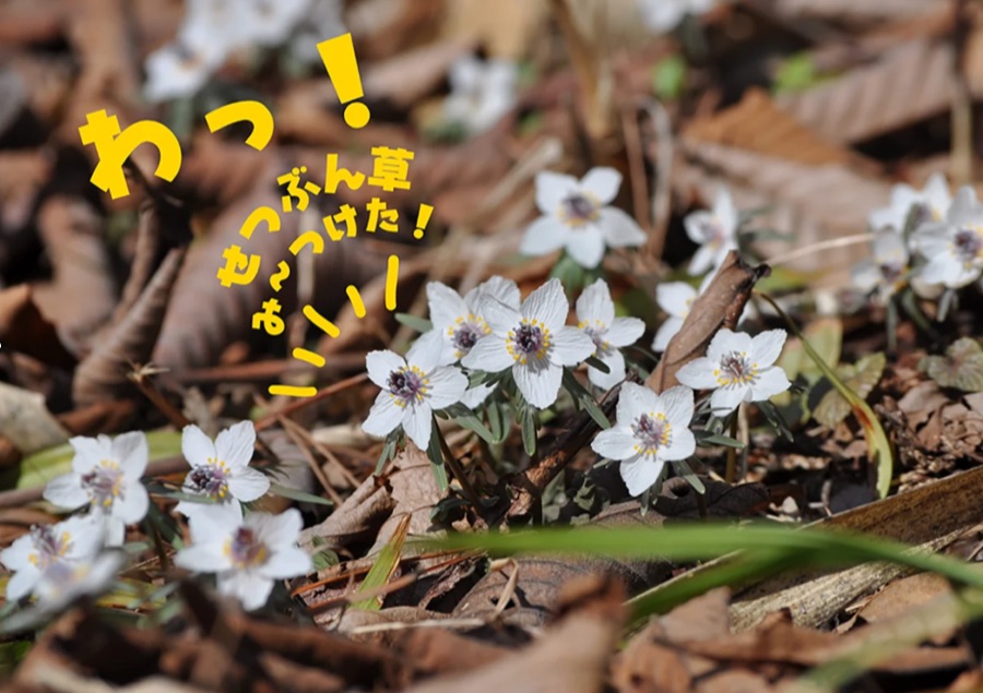 丹波市観光協会のHP｜青垣 せつぶん草