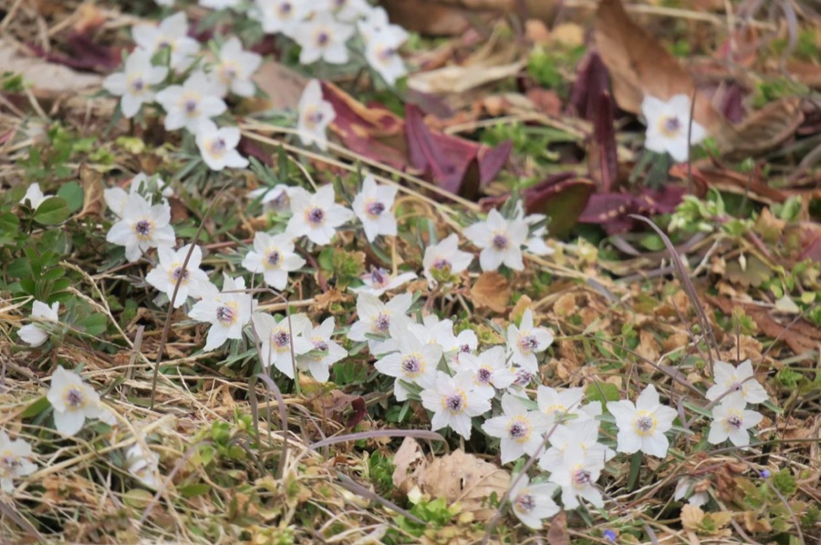 丹波市観光協会のHP｜青垣 せつぶん草