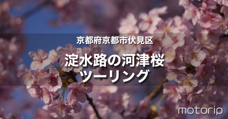 淀水路の河津桜|京都にある早咲き桜でひと足早いお花見を!