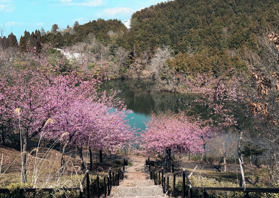 紫水ケ丘公園 第二駐車場から見た池と河津桜