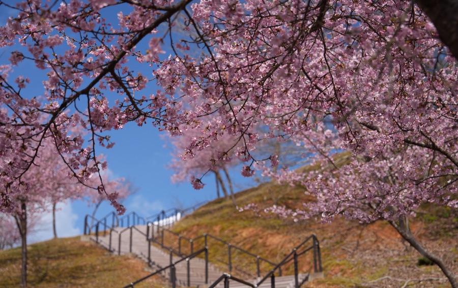 紫水ケ丘公園 第三駐車場絡みた河津桜