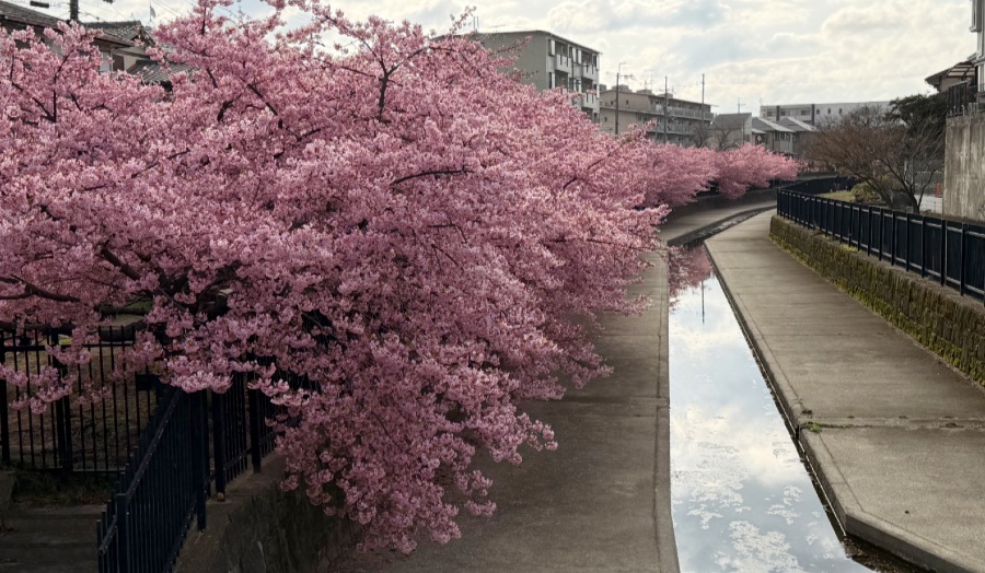 淀水路の河津桜|西側から東へ向かう起点で撮影