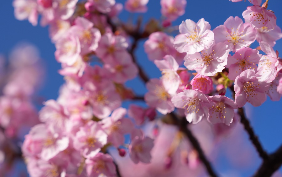 青空にピンクの花が愛らしい河津桜|淀水路の河津桜