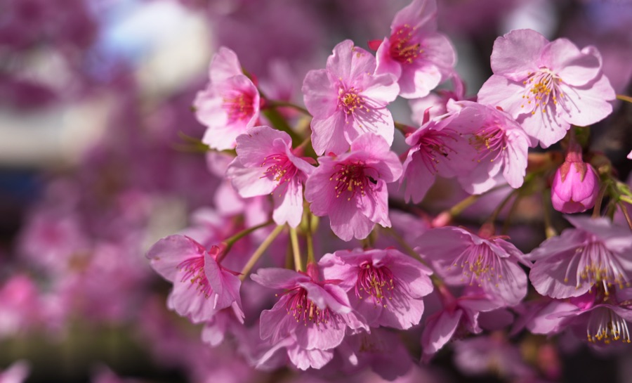 満開の淀水路の河津桜