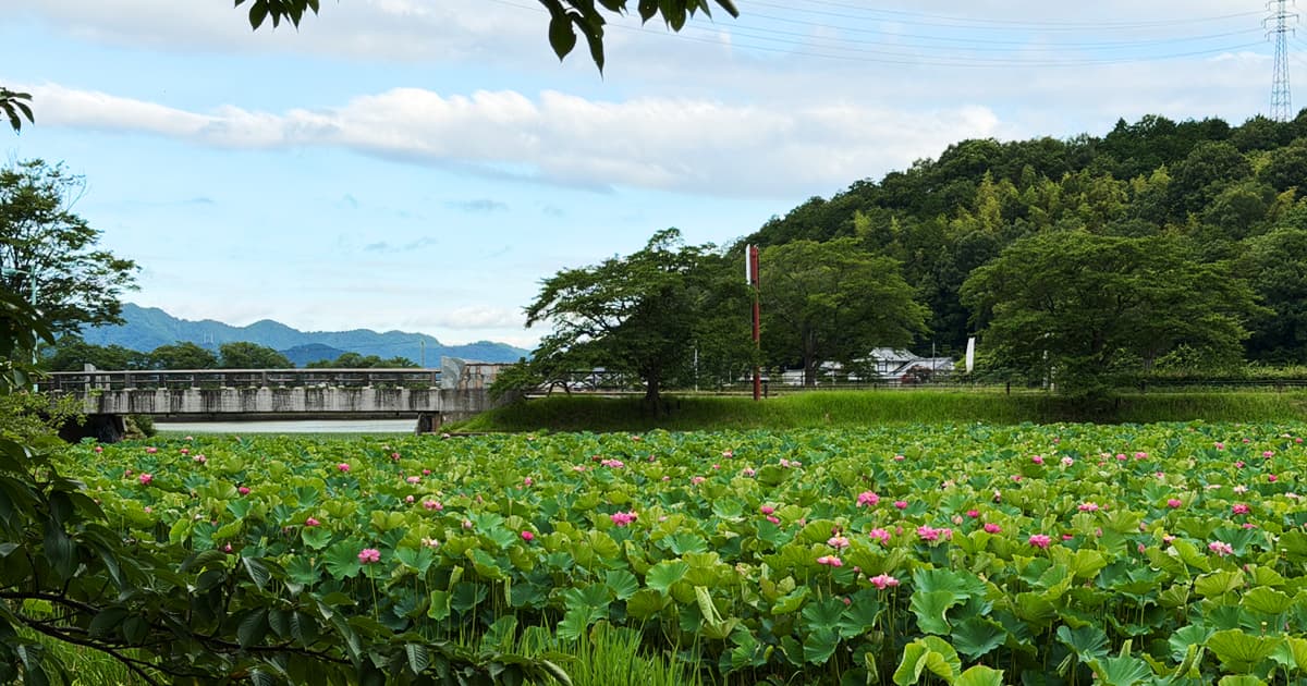 平の沢池 蓮畑