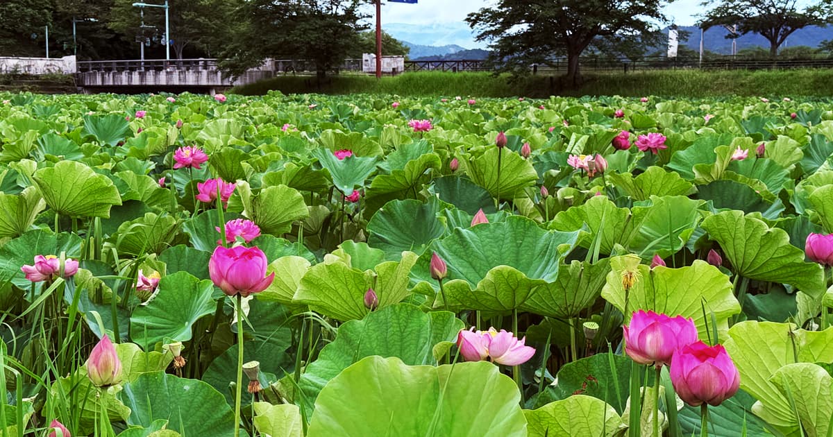 平の沢池 蓮畑