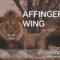 WordPress 有料テーマ AFFINGER 5 WING｜初心者におすすめしたいアフィンガーのレビュー